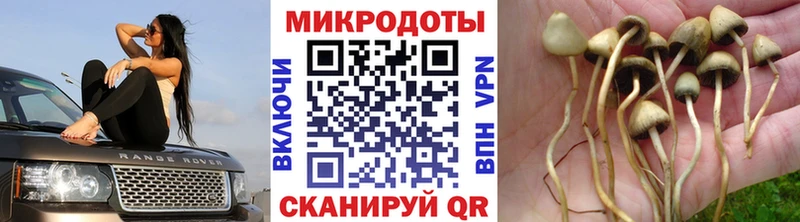 Псилоцибиновые грибы Cubensis Кашира